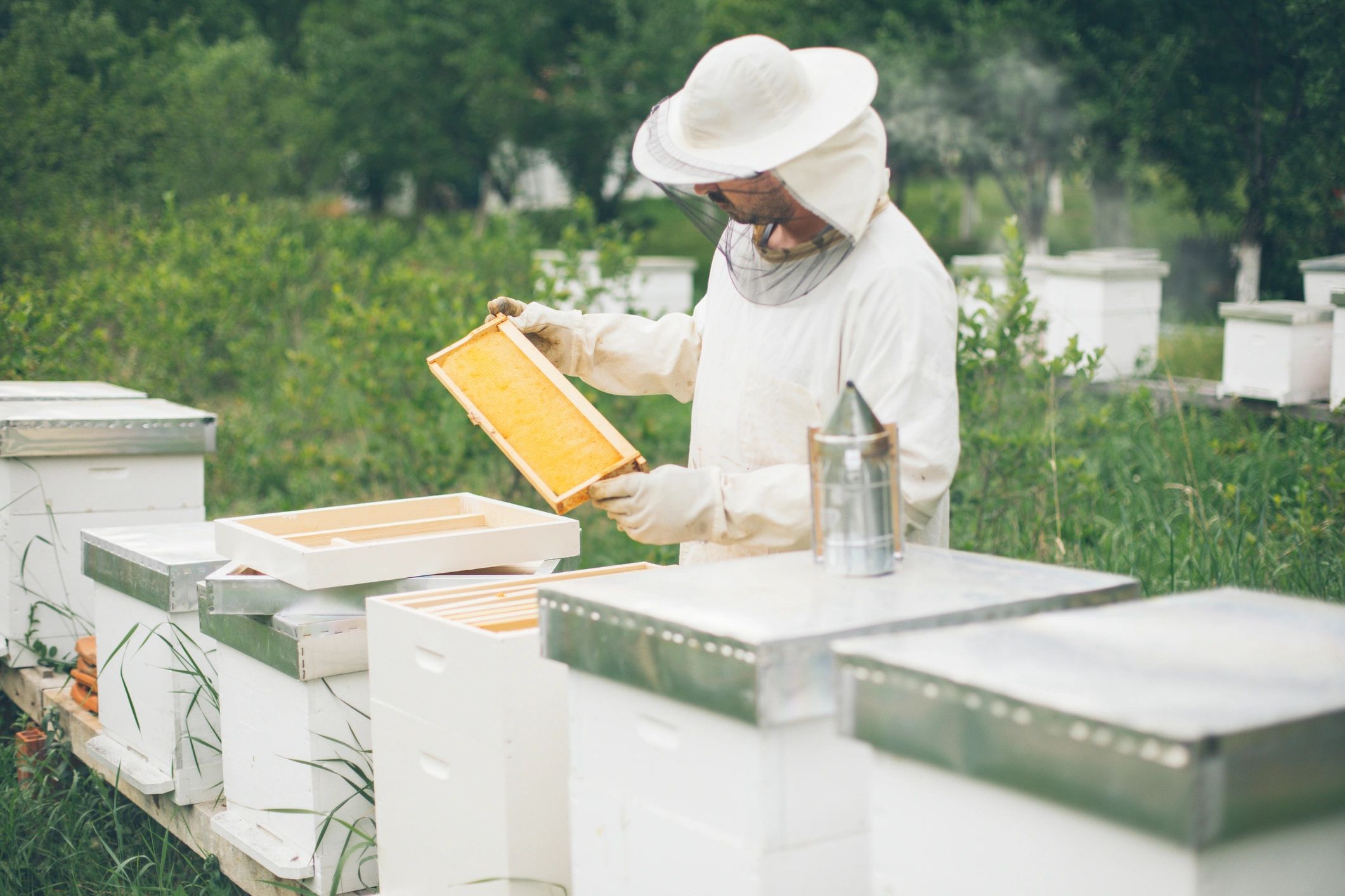 Beekeeper working beside active hives
