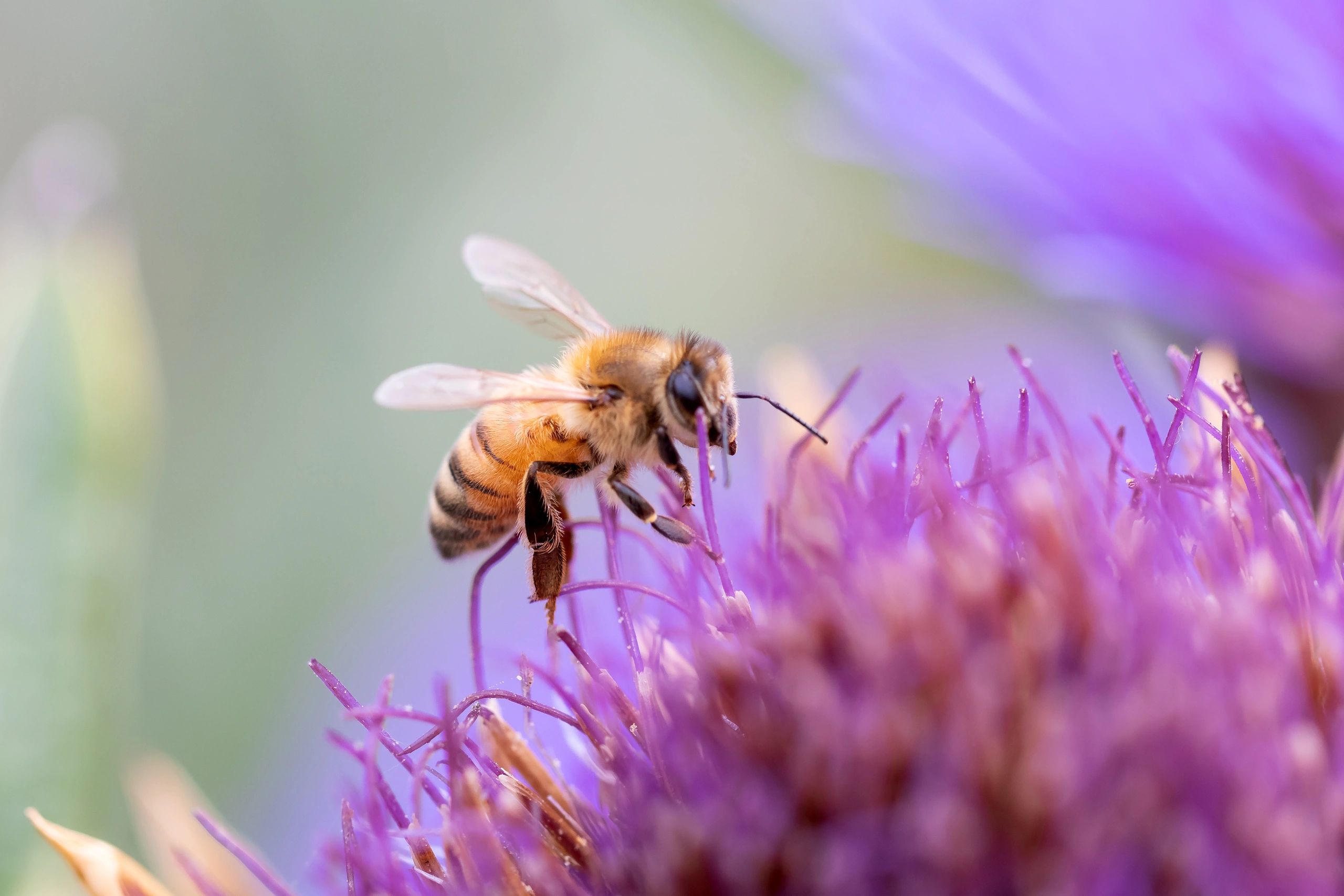 Close-up of a honey bee on a flower